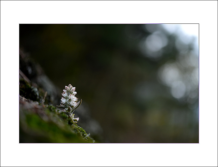 DSC_5886.jpg