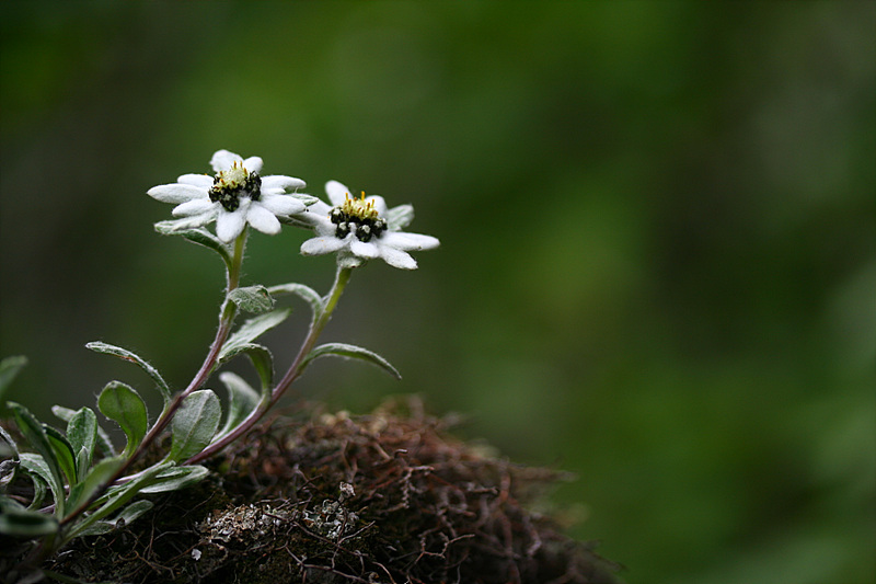 20090606안산 325.jpg
