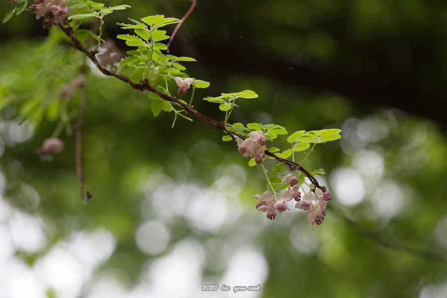 20200509-P39A7938.jpg