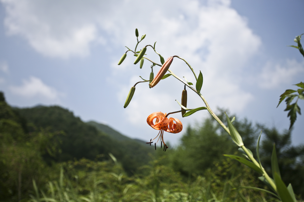 중나리1.jpg
