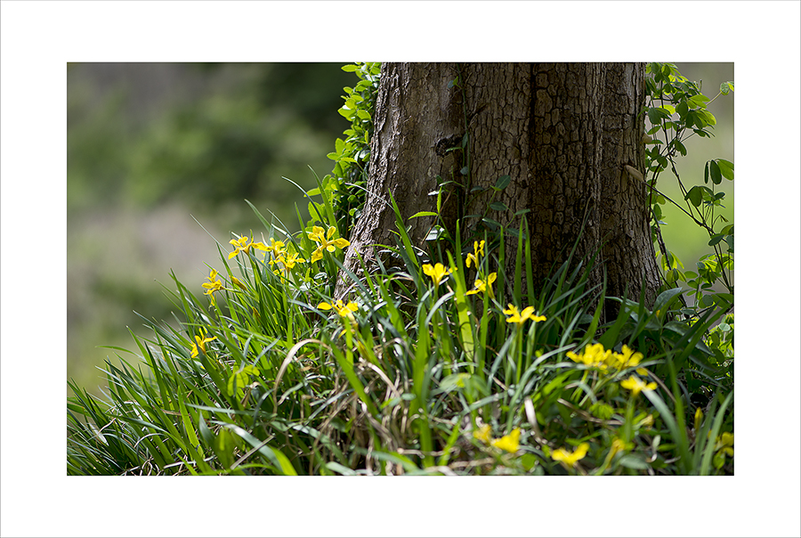 DSC_0568-1.jpg
