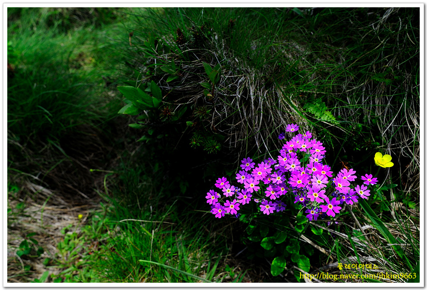 DSC_4238.jpg
