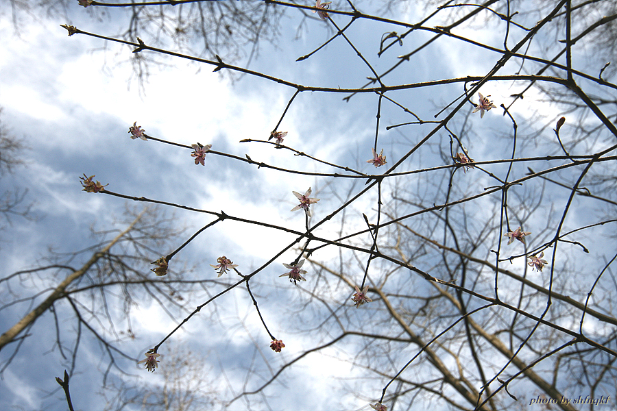올괴불나무[서산]100404 (2).jpg