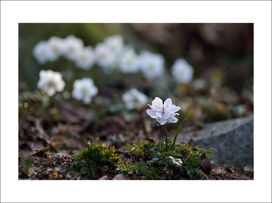 DSC_4173.jpg