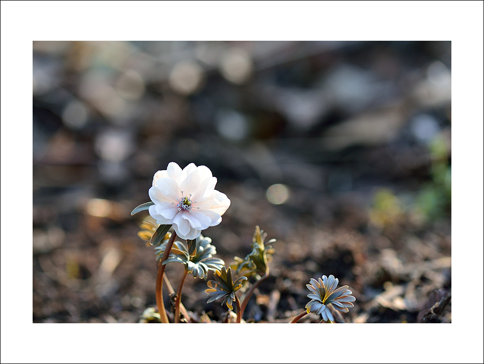 DSC_4152.jpg