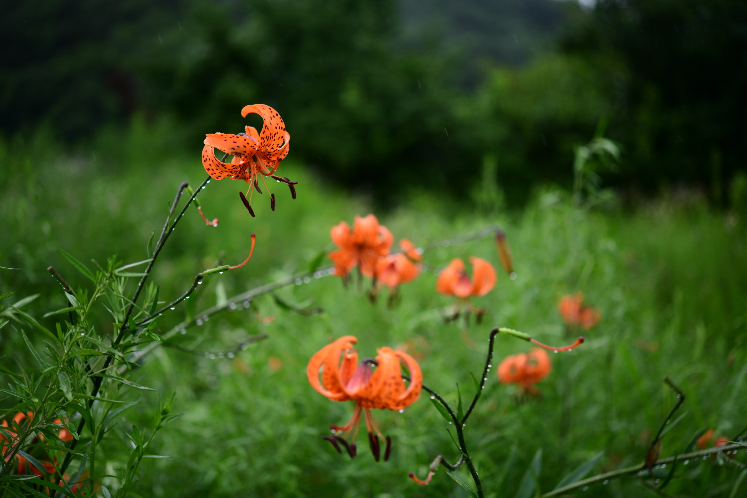 크기변환_DSC_3513.JPG