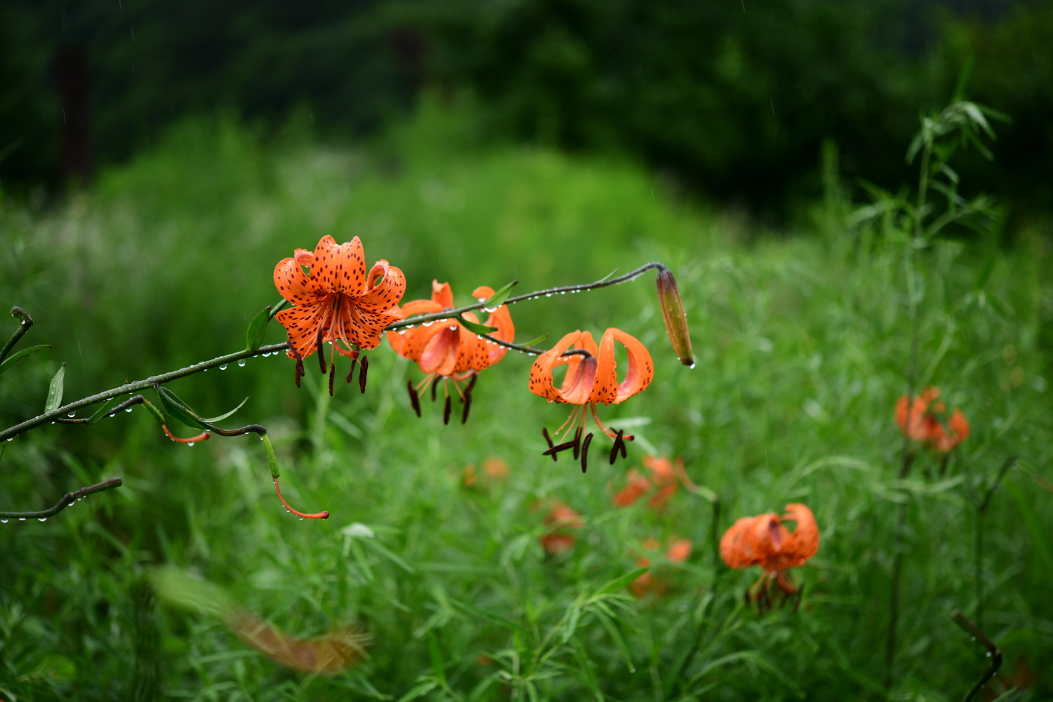 크기변환_DSC_3511.JPG