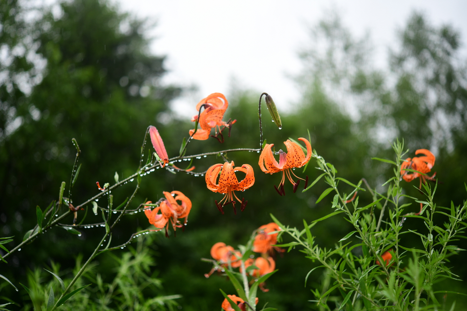 크기변환_DSC_3523.JPG