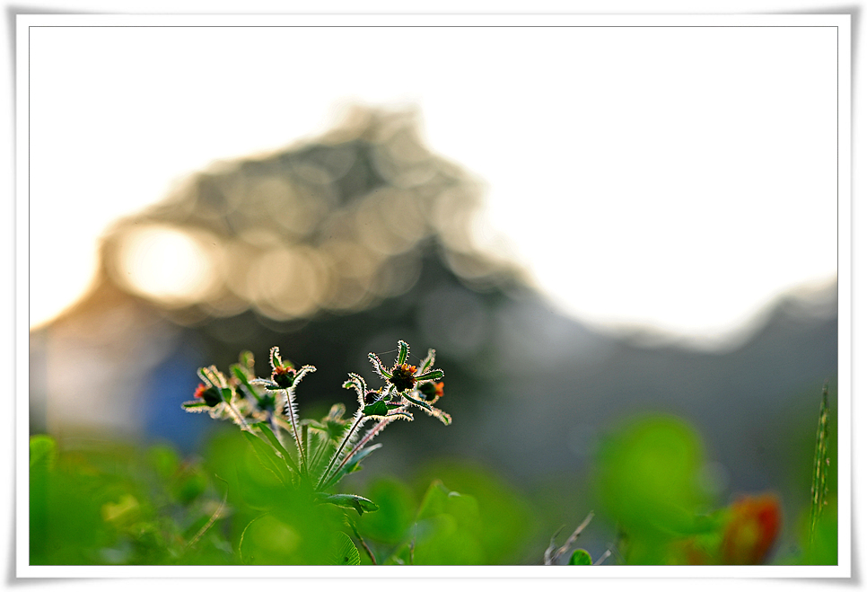 DSC_4425-1.jpg