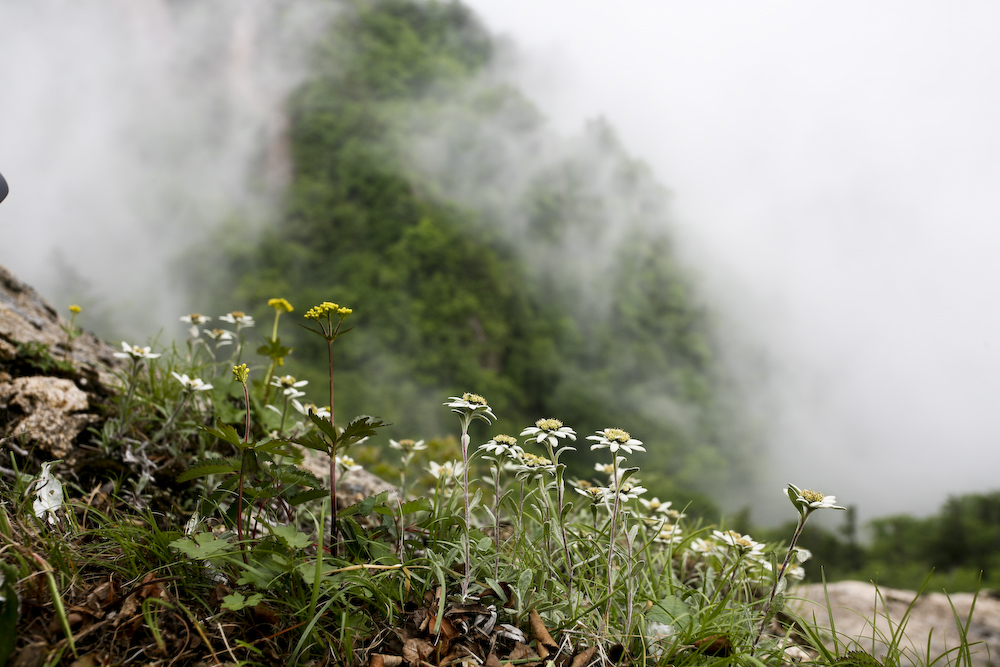 설악산09.6.7-120-3.jpg