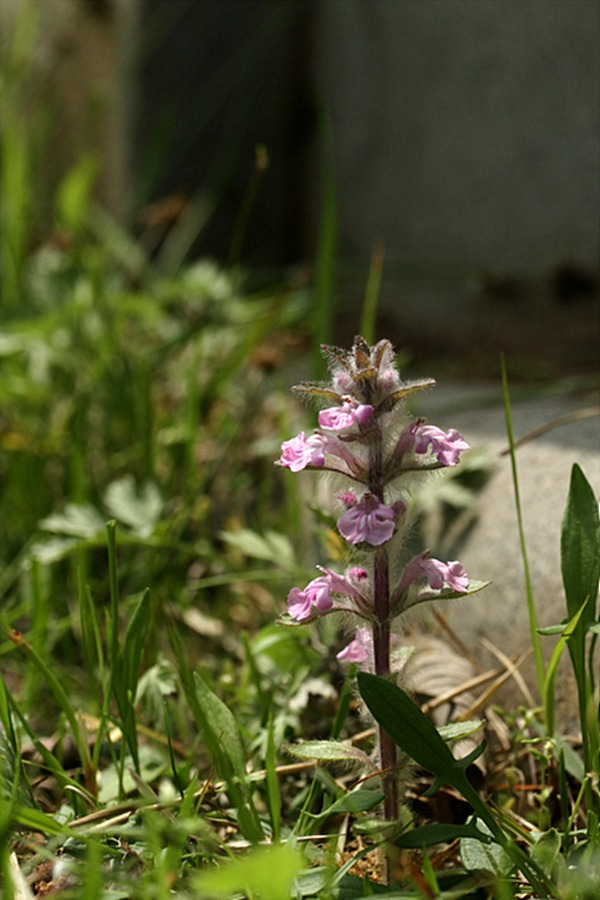 2010-05-08 012.jpg