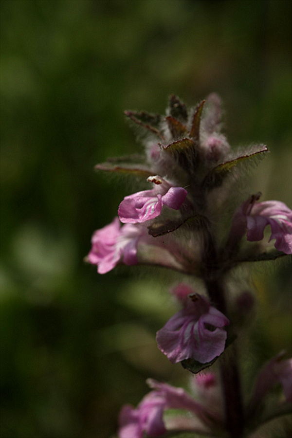 2010-05-08 014.jpg