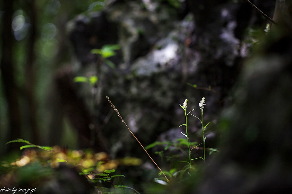 실꽃풀258.JPG