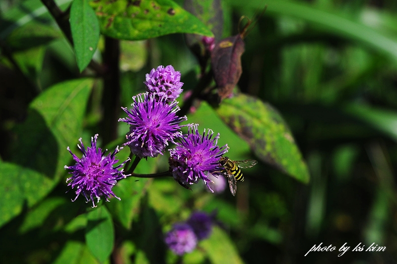 DSC_0278-1.jpg