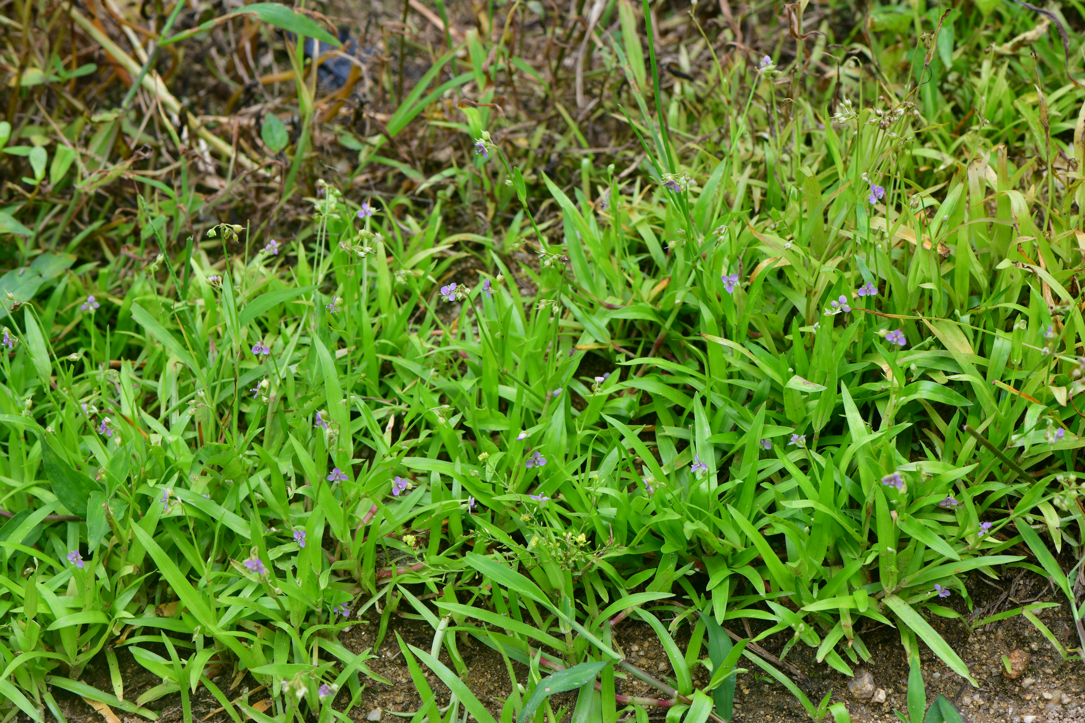 DSC_3671.JPG