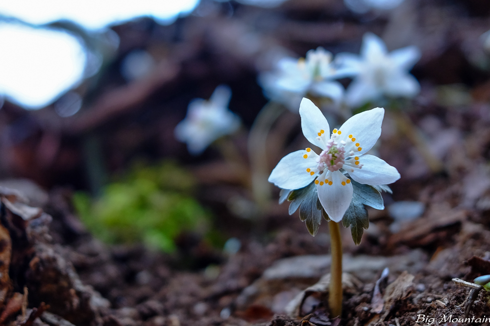 DSCF0571.jpg