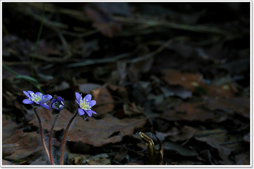 IMG_0194노루귀3.JPG