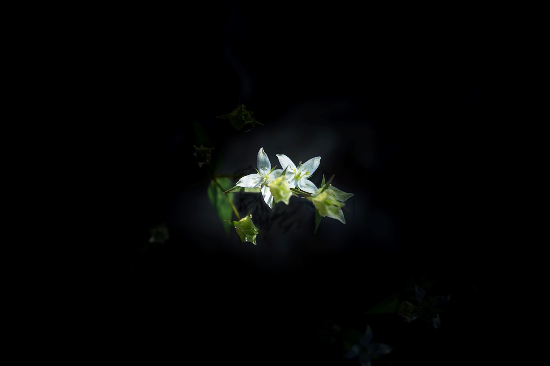 흰큰잎쓴풀03.jpg