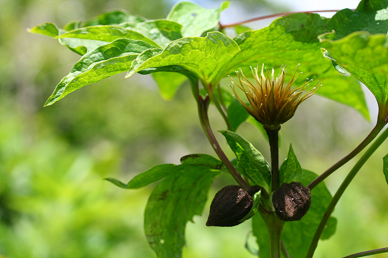 20090606안산 231.jpg