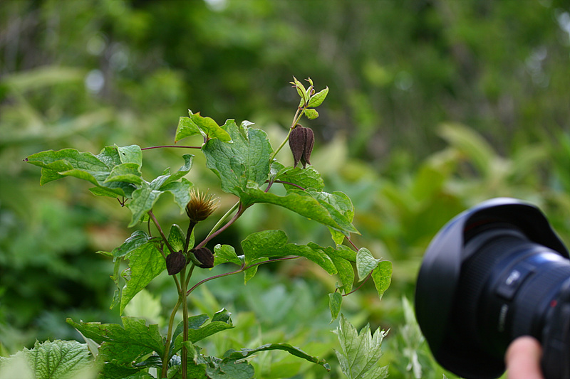 20090606안산 253.jpg