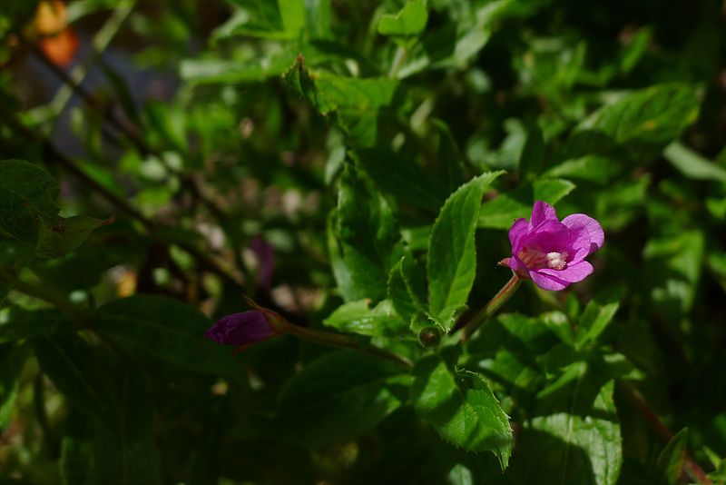 20120911-L1030344.jpg