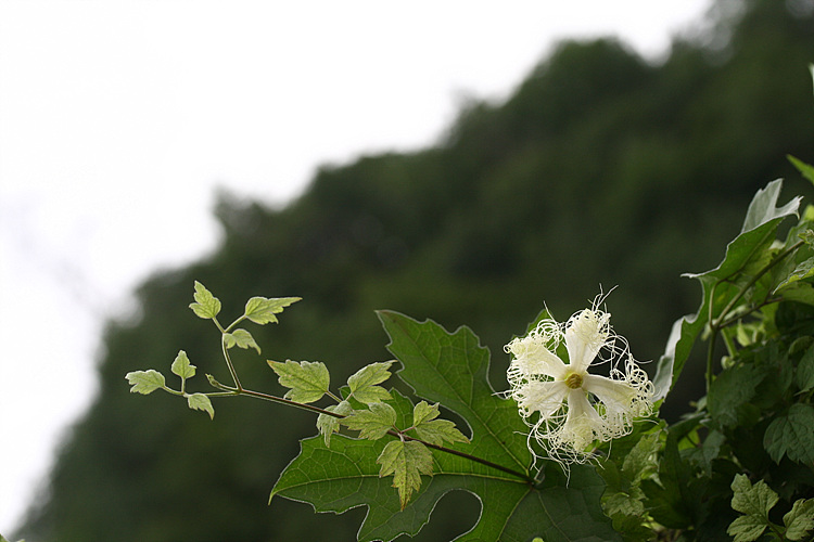 하늘타리 050.jpg