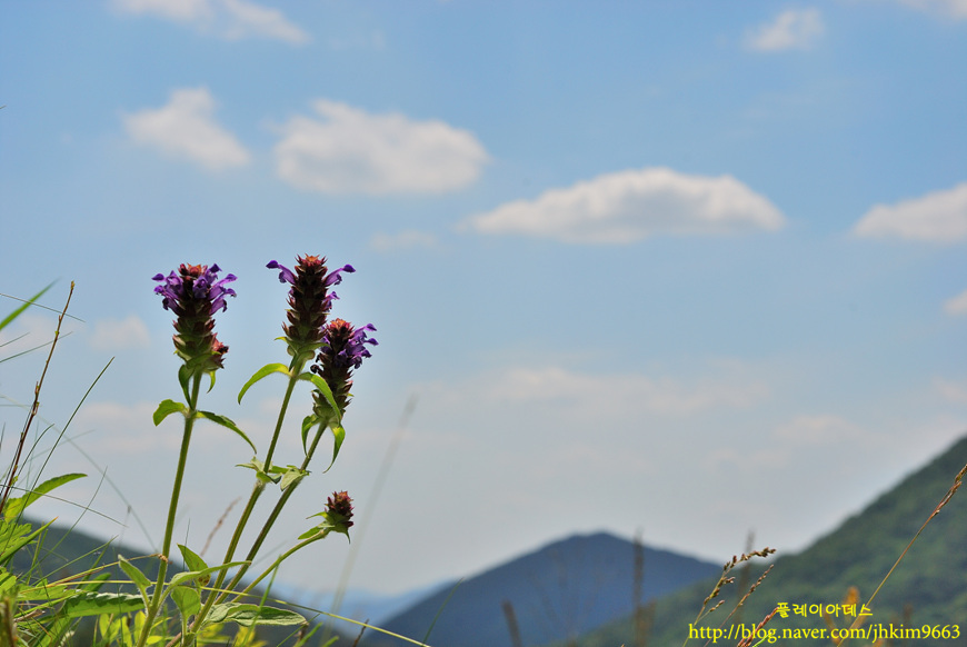 DSC_0814.jpg