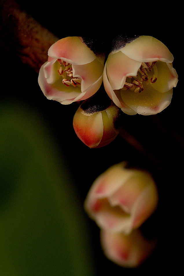 DSC_0126.jpg