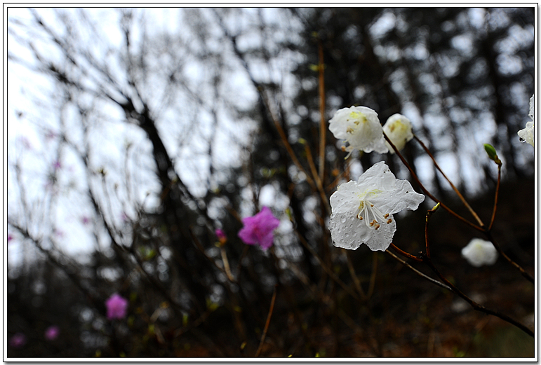 DSC_2615.jpg