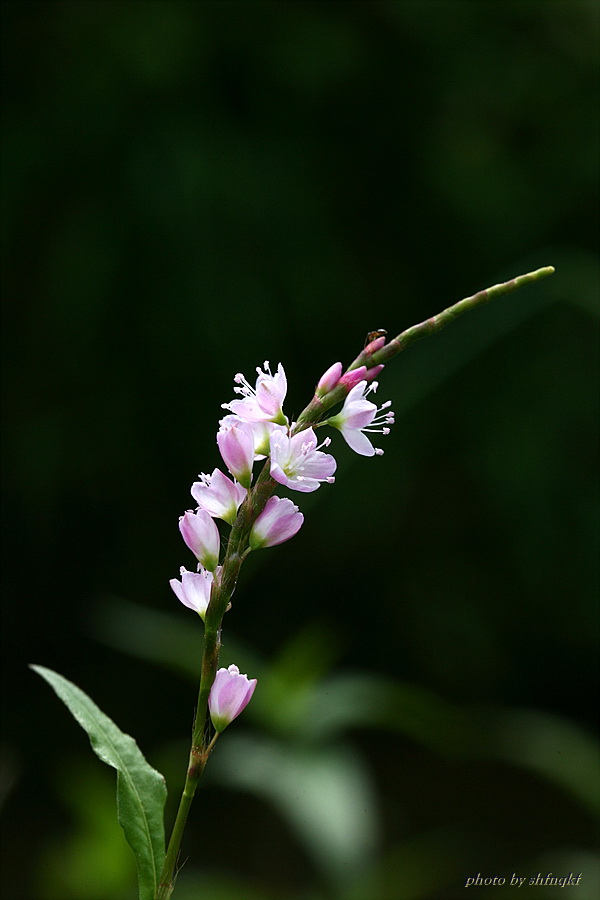 QH3S4451.jpg