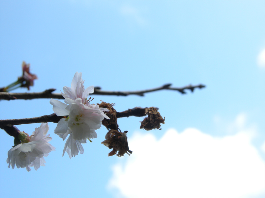 DSCN3698.jpg
