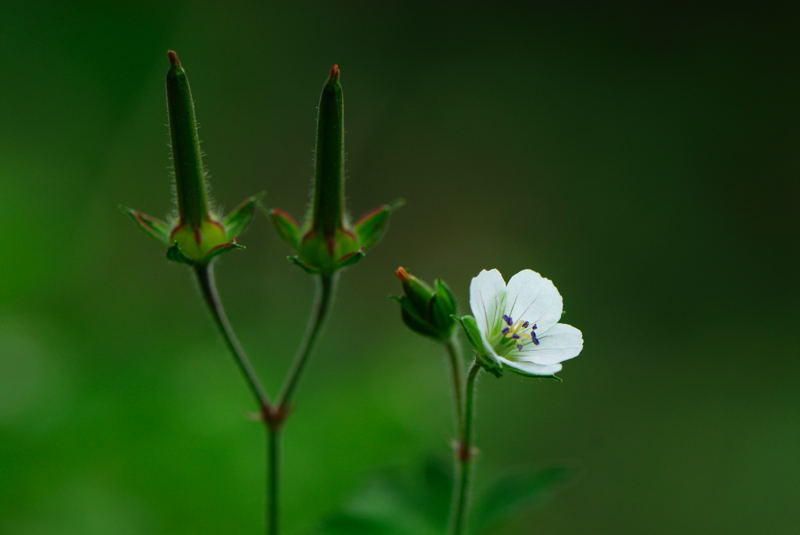 이질풀(흰).jpg