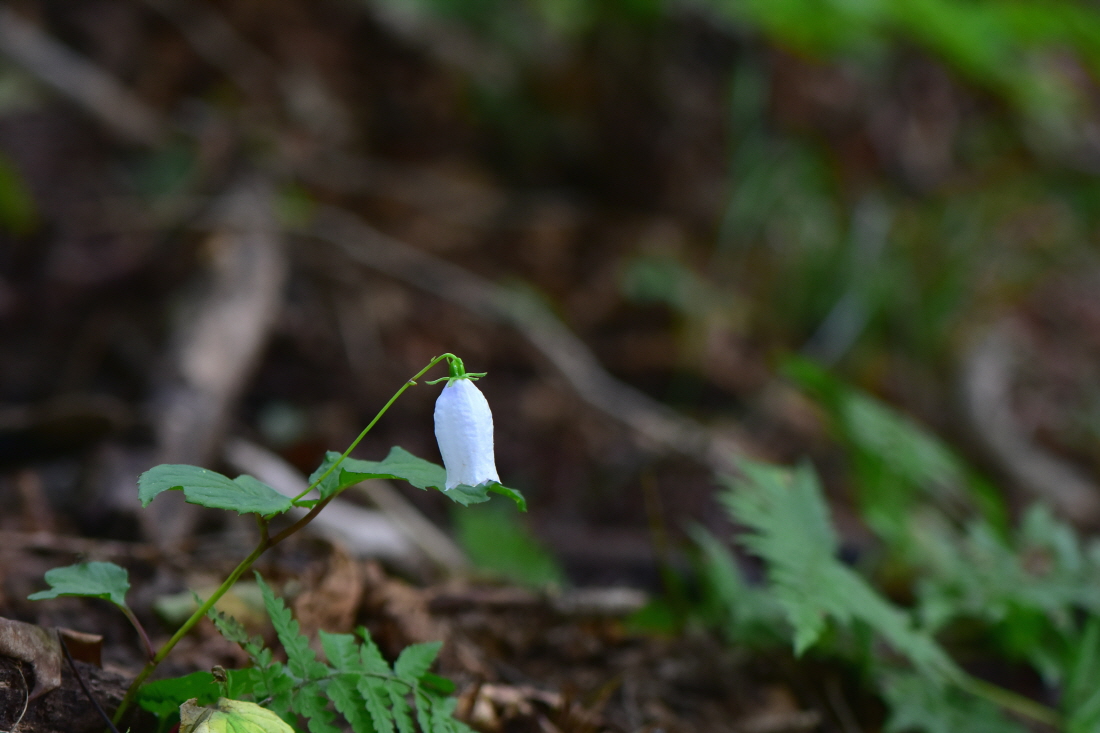 DSC_5740.JPG