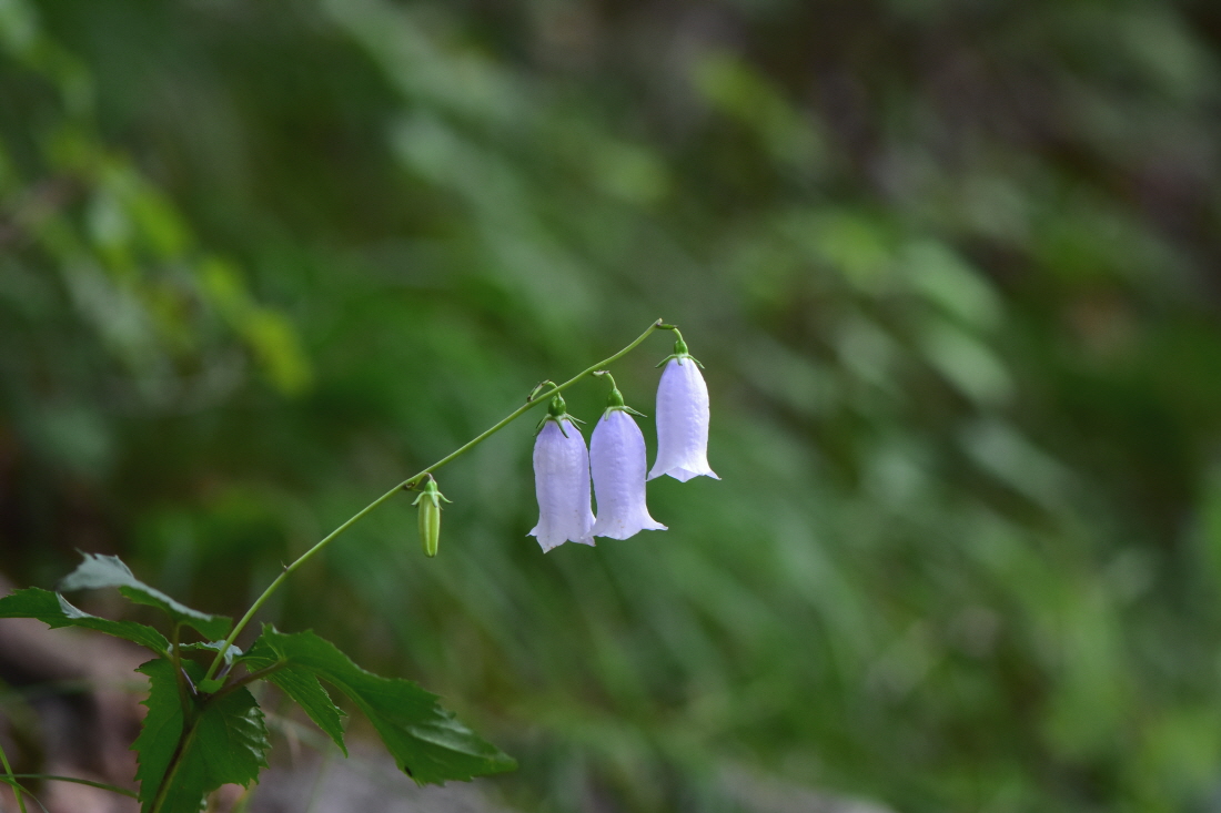 DSC_5774.JPG
