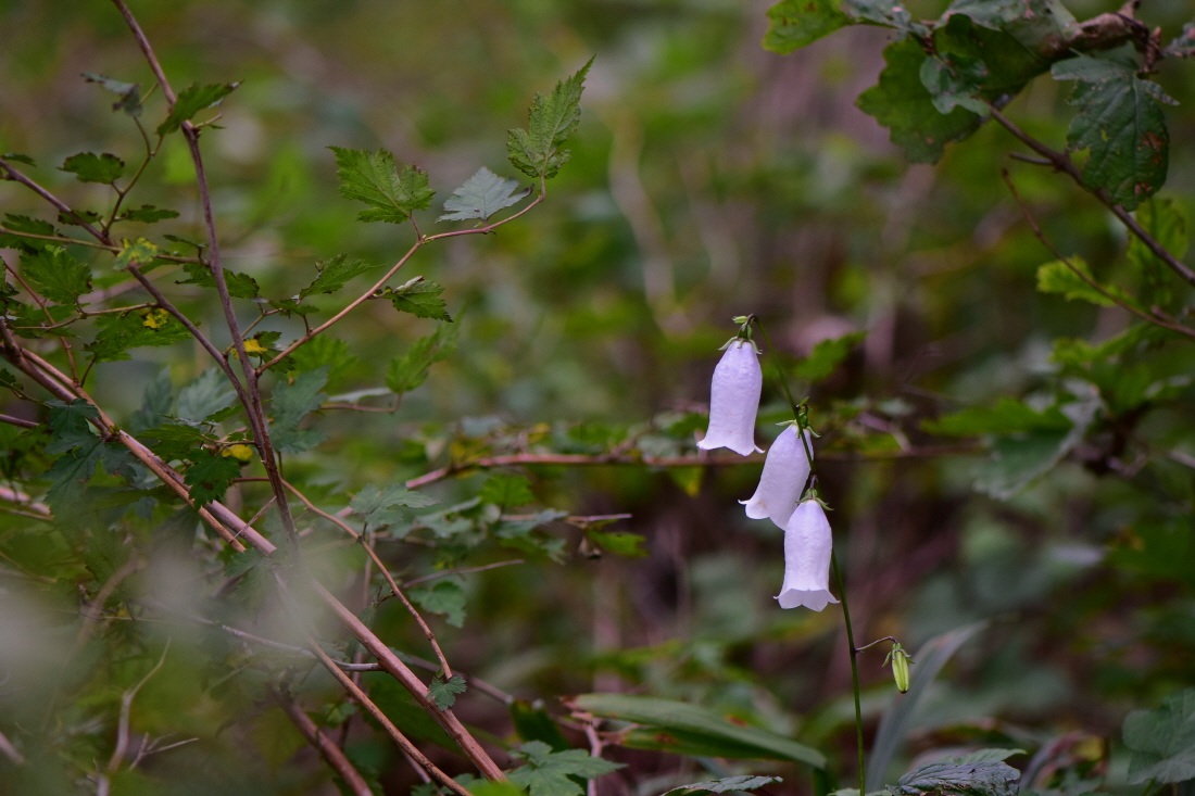 DSC_5925.JPG
