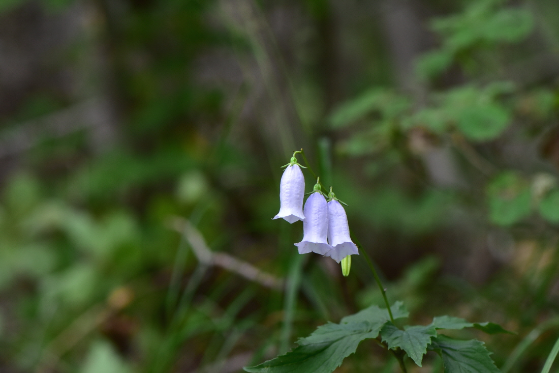 DSC_5761.JPG