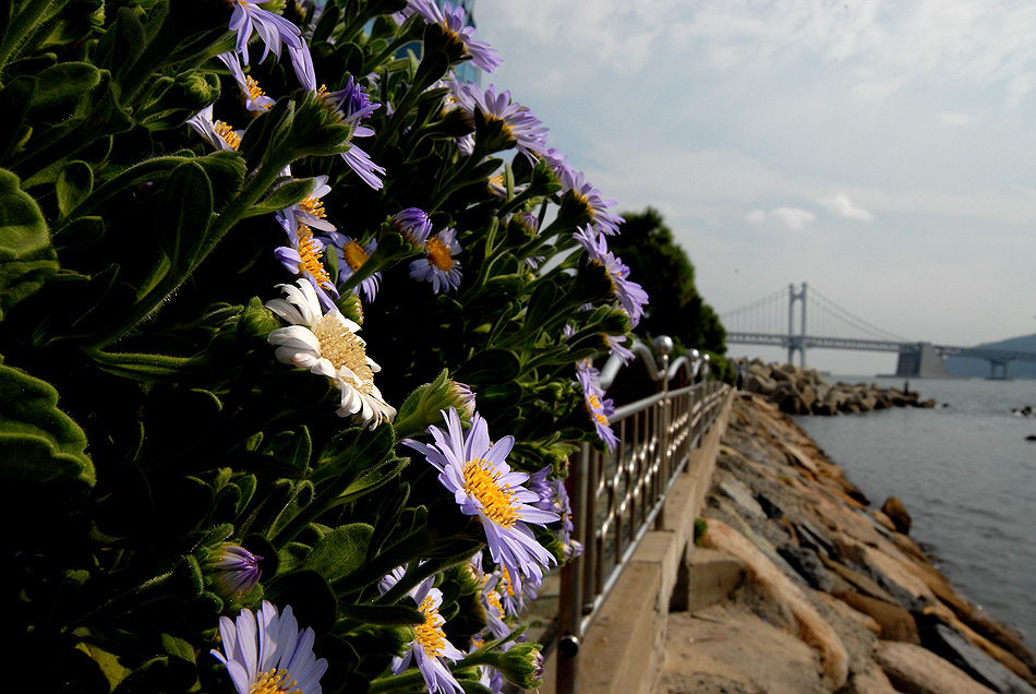 해국10.10.3 (8).jpg