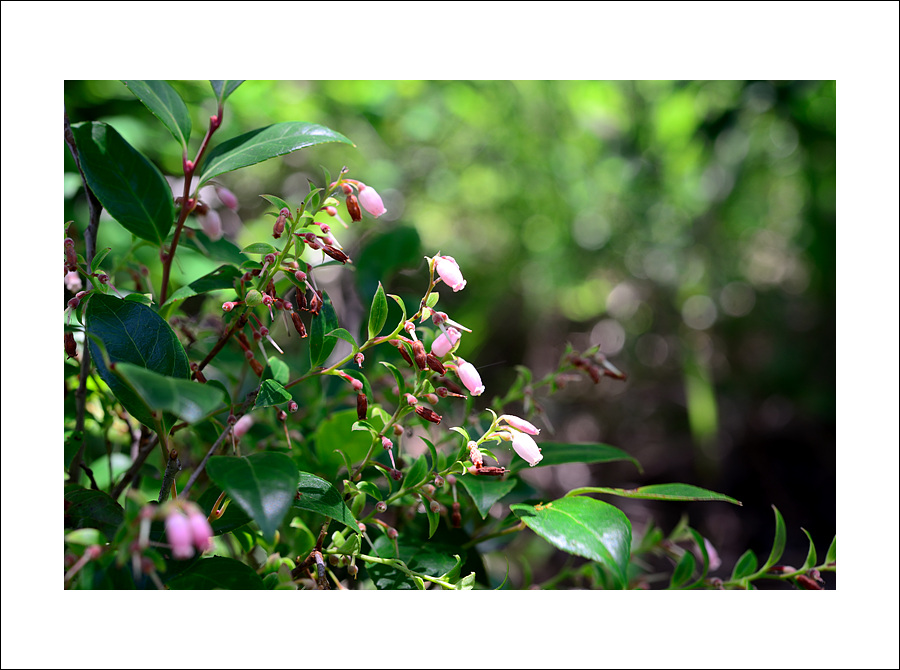 DSC_0098.jpg