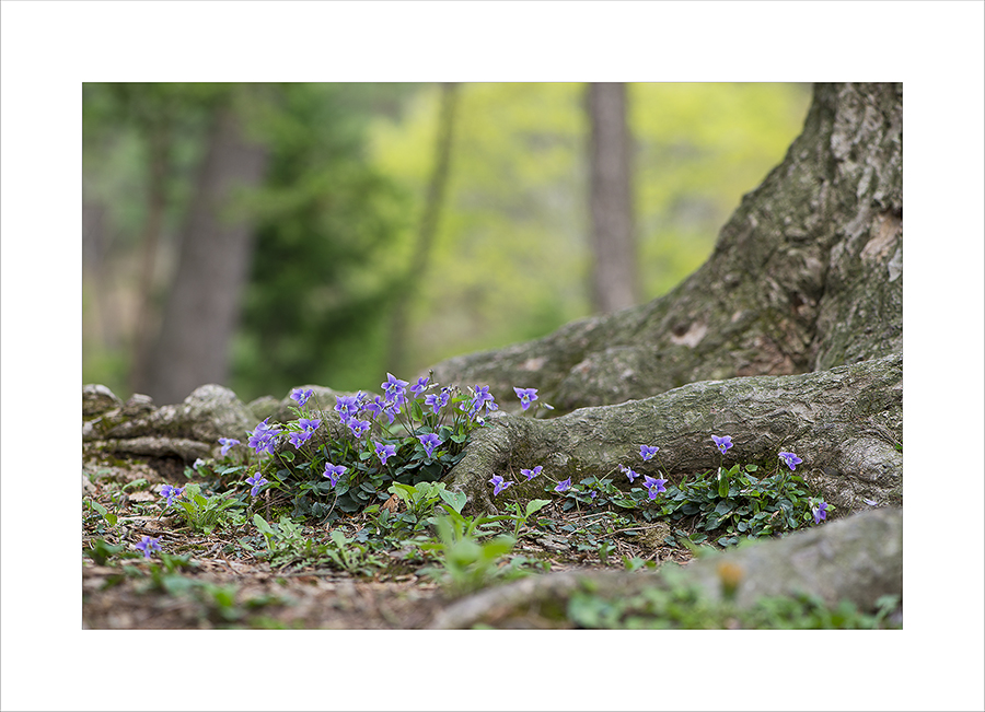 DSC_0737-1.jpg