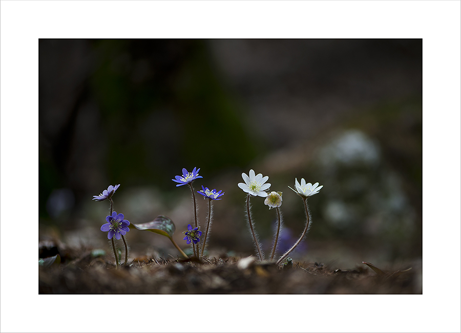 DSC_7983-1.jpg