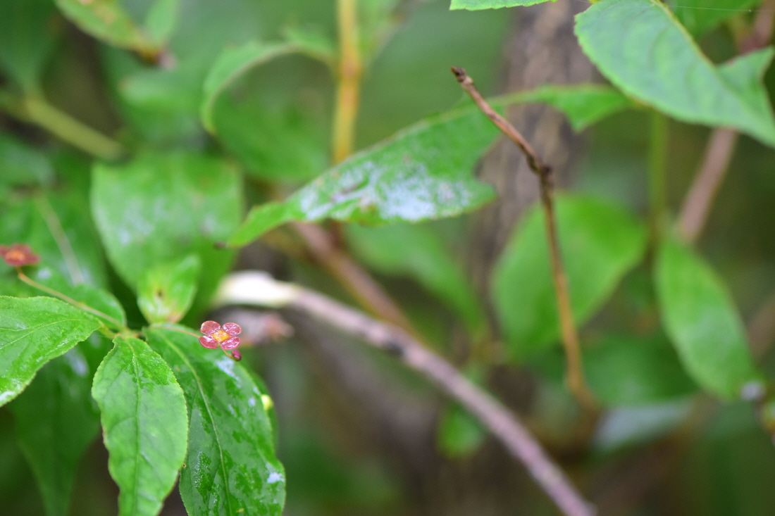 DSC_3677.JPG
