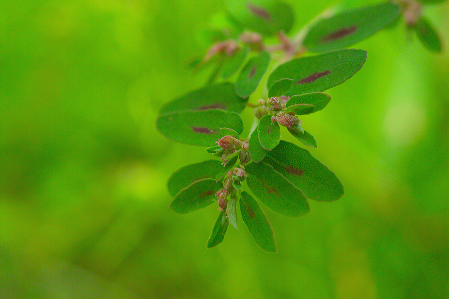 풍도대극G5HG8424.jpg