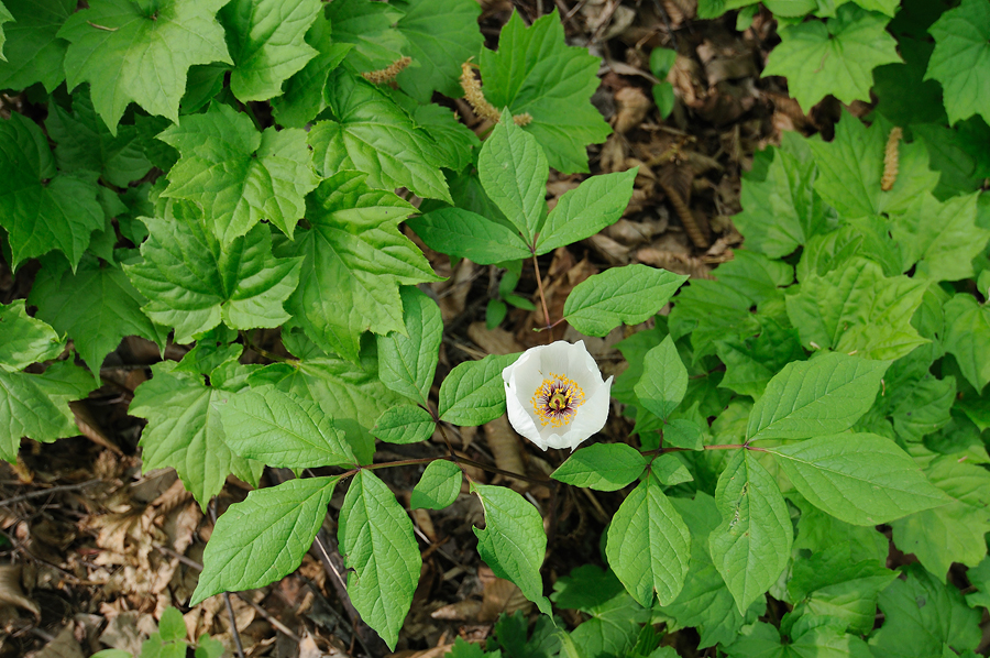 DSC_4078.jpg