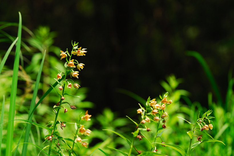 DSC_8982-1.jpg