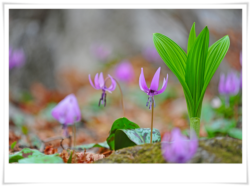 DSC_5270-1.jpg