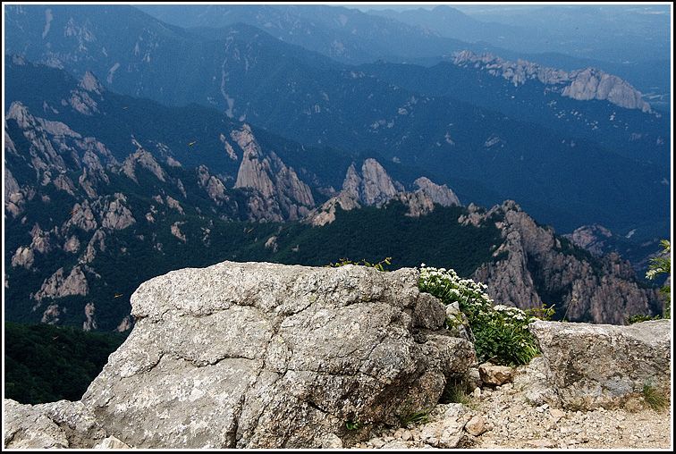 C_4-바람꽃2578.jpg