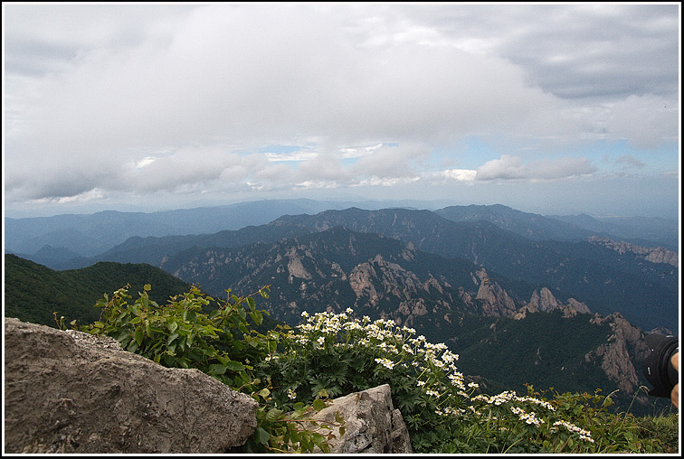 C_4-바람꽃2581.jpg