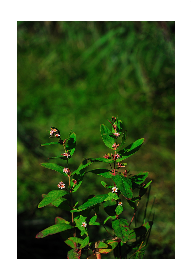 DSC_6240.jpg