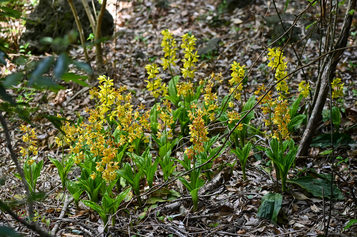 SK10_4469.jpg
