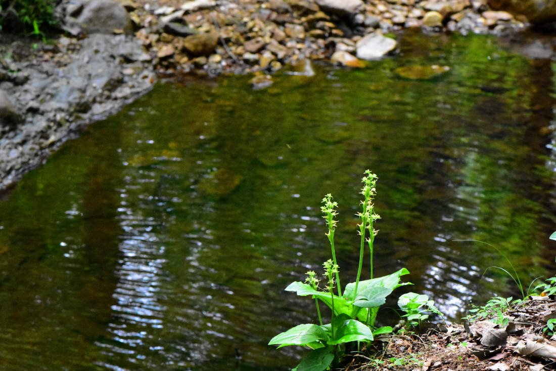 DSC_9784.JPG